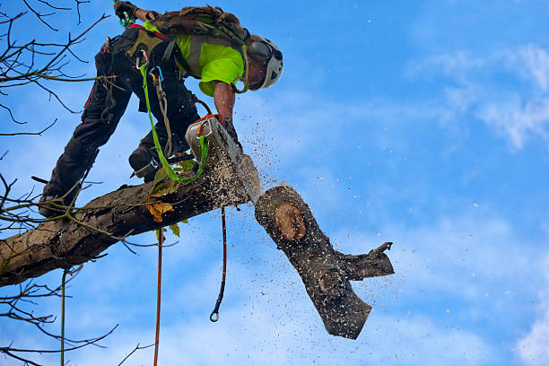 Best Arborist Consultation Services  in Iowa Colony, TX